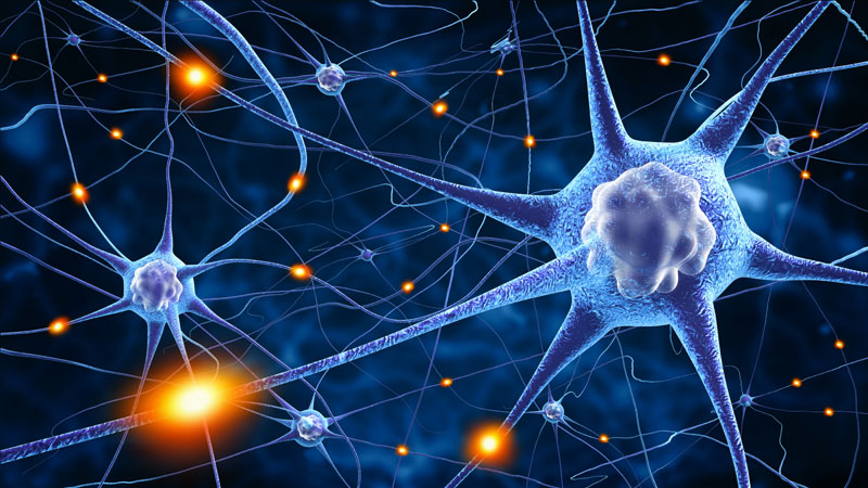 Blog placeholder image for Neuroplasticity: The Brain that Adapts